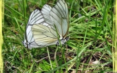 miniature 39-papillon