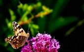 miniature 40-papillon