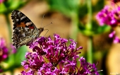 miniature 41-papillon