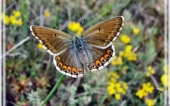 miniature 42-papillon