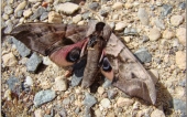 miniature 43-papillon de nuit