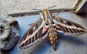 miniature 44-papillon de nuit