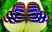 miniature 45-papillon 