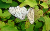 miniature 46-papillon 