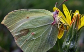 miniature 47-papillon 