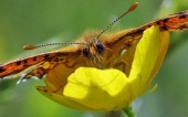 miniature 48-papillon 