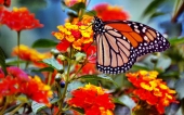 miniature 49-papillon 