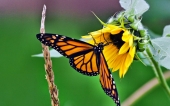 miniature 50-papillon 