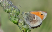 miniature 51-papillon 