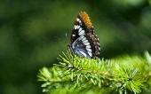 miniature 52-papillon 