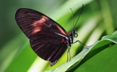miniature 55-papillon 