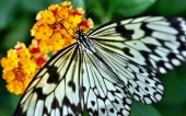 miniature 56-papillon 