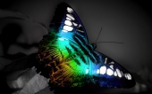 miniature 57-papillon 