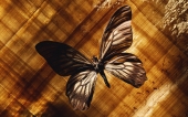 miniature 59-papillon 