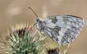 fond écran papillons