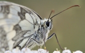 fond écran papillons