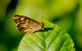 fond écran papillons