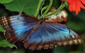 fond écran papillons