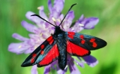 fond écran papillons