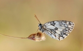 fond écran papillons