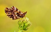 fond écran papillons