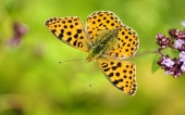 fond écran papillons