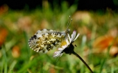 fond écran papillons