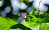 fond écran papillons