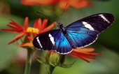 fond écran papillons