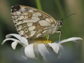 miniature Petit Papillon