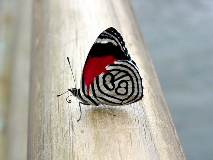 Papillon fond écran wallpaper