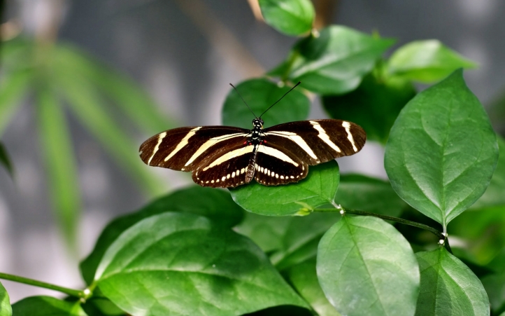 papillons fond écran wallpaper