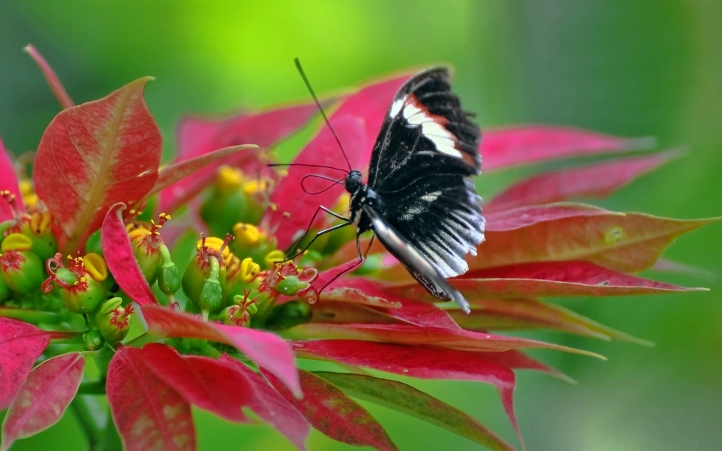 papillons fond écran wallpaper