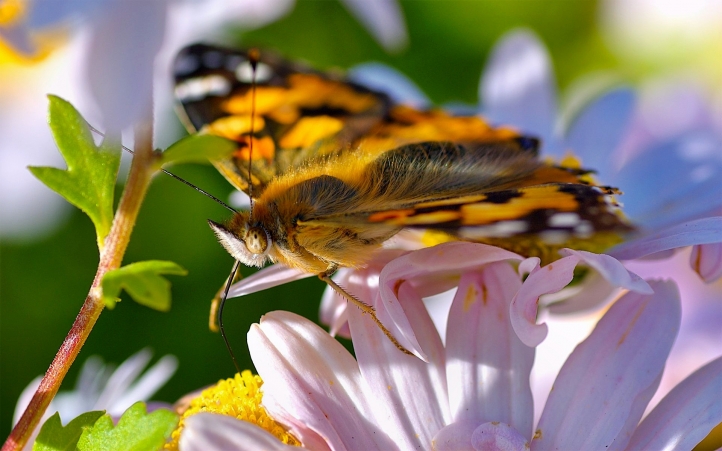 papillons fond écran wallpaper