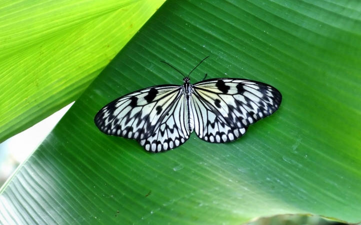 papillons fond écran wallpaper