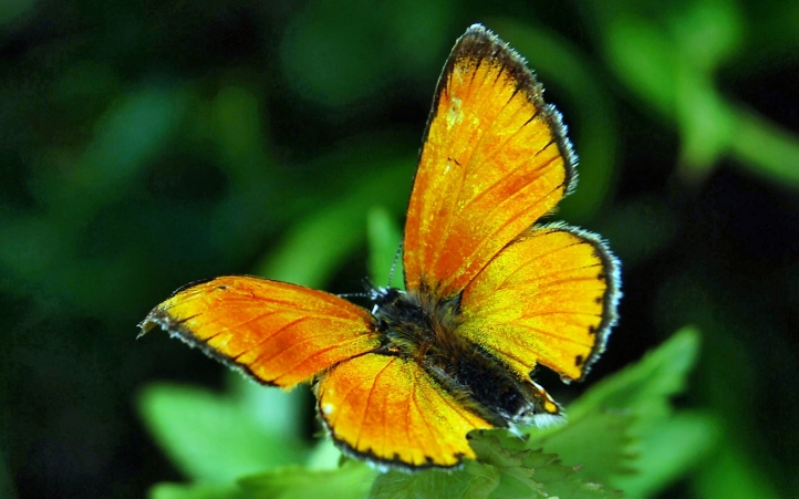 papillons fond écran wallpaper