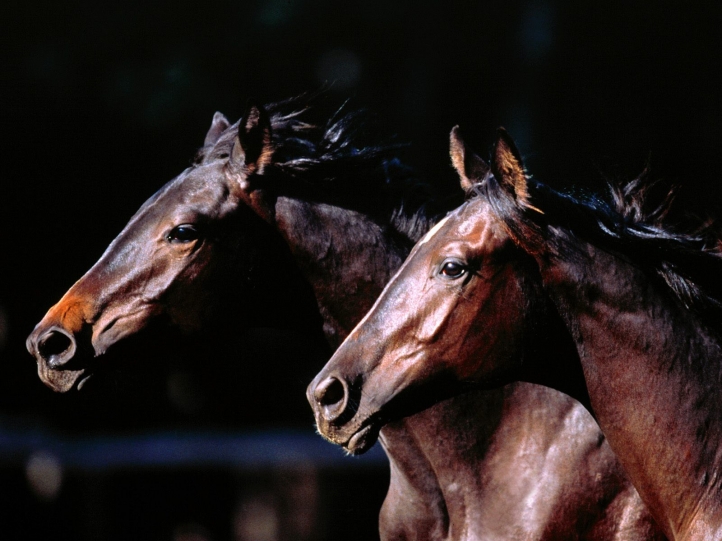 Chevaux fond écran wallpaper