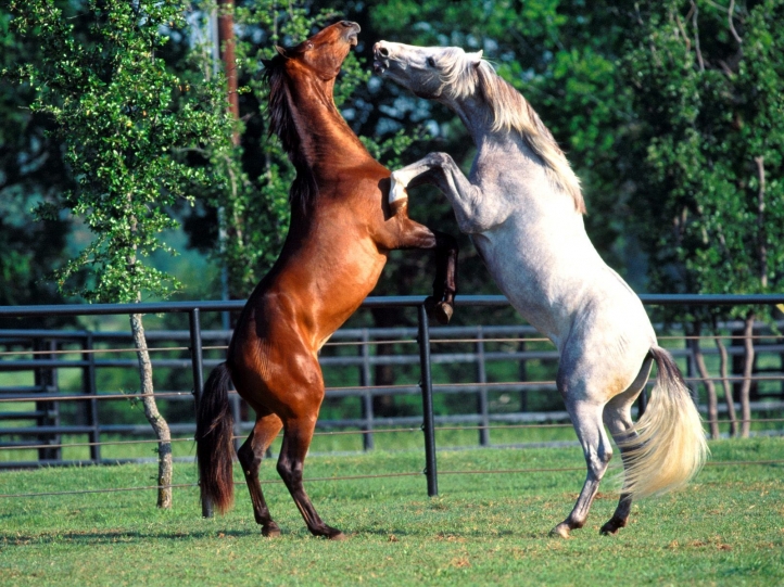 Chevaux fond écran wallpaper