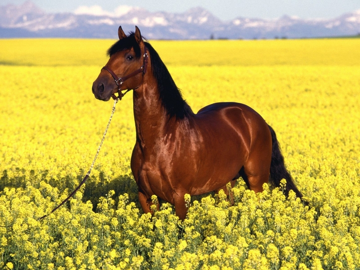 Chevaux fond écran wallpaper