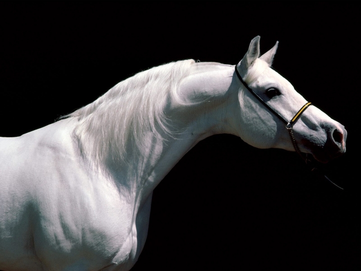 Chevaux fond écran wallpaper