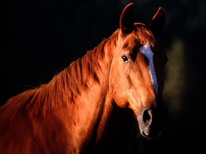 Chevaux fond écran wallpaper