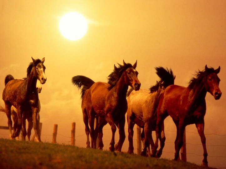 Chevaux fond écran wallpaper