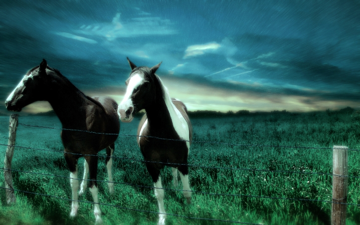 chevaux fond écran wallpaper