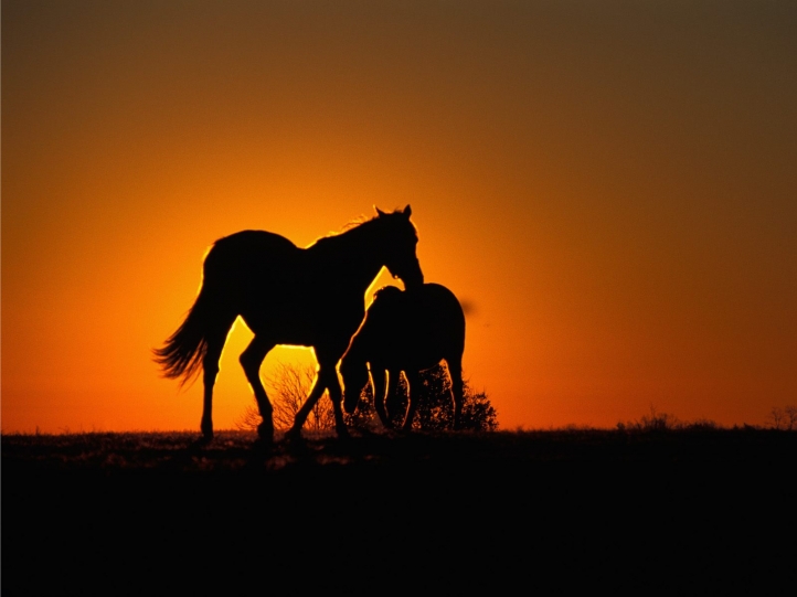 Chevaux fond écran wallpaper