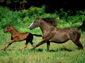 fond écran Chevaux