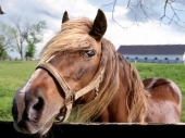 fond écran Chevaux