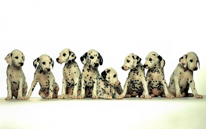 06-chiots dalmatien fond écran wallpaper