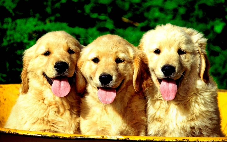 07-trois chiots fond écran wallpaper