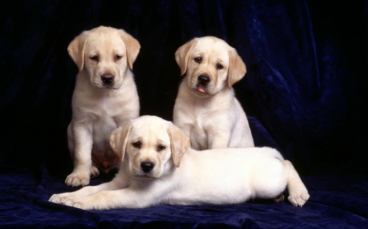 08-trois chiots fond écran wallpaper