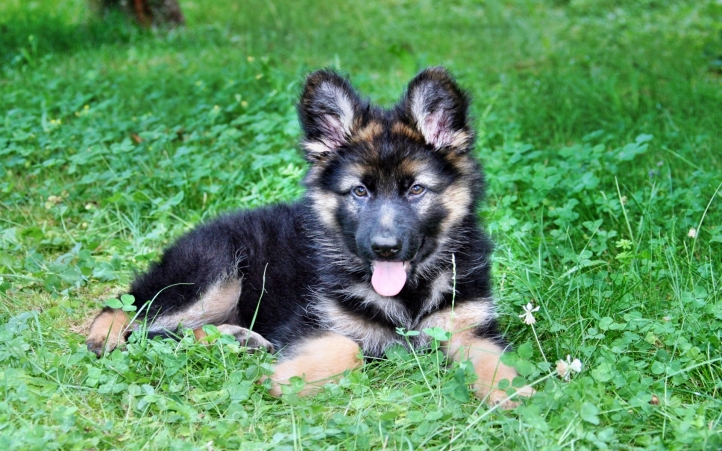 10 chiots berger allemand fond écran wallpaper